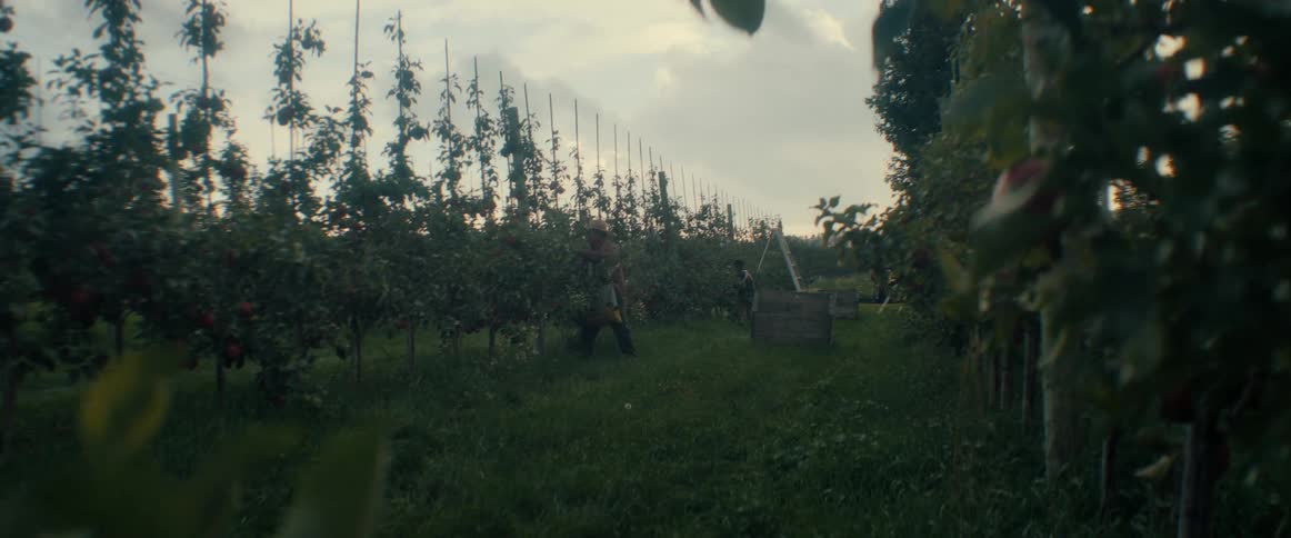 Farmers work together to harvest ripe red apples in a large orchard on an overcast day