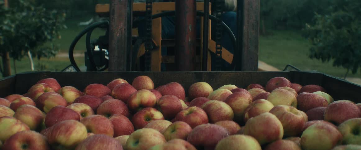 A large wooden crate filled with freshly picked red and yellow apples sits in an orchard with a forklift in the background