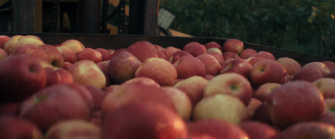 A shallow depth of field shot shows a massive bin of freshly harvested red apples glistening with water droplets at an orchard