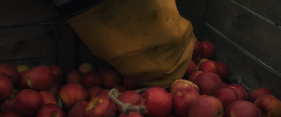 Close-up of a fruit picker slowly releasing a bag full of red apples into a large wooden crate during harvest