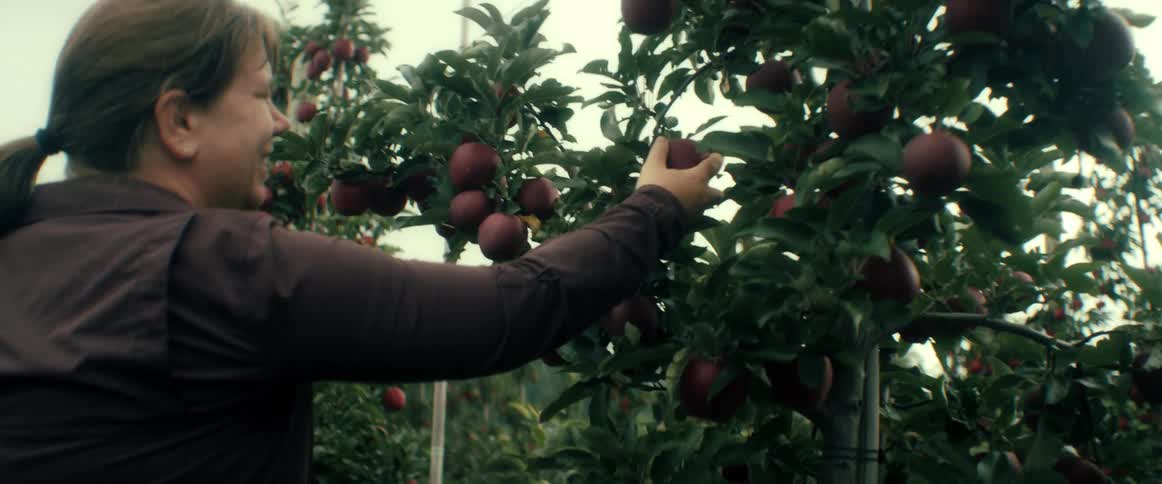 Slow motion footage shows two women enjoying a day of apple picking in a beautiful, lush orchard