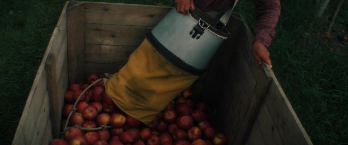 A farmer in a straw hat gently empties a harvesting bucket full of fresh red apples into a large wooden crate in an orchard
