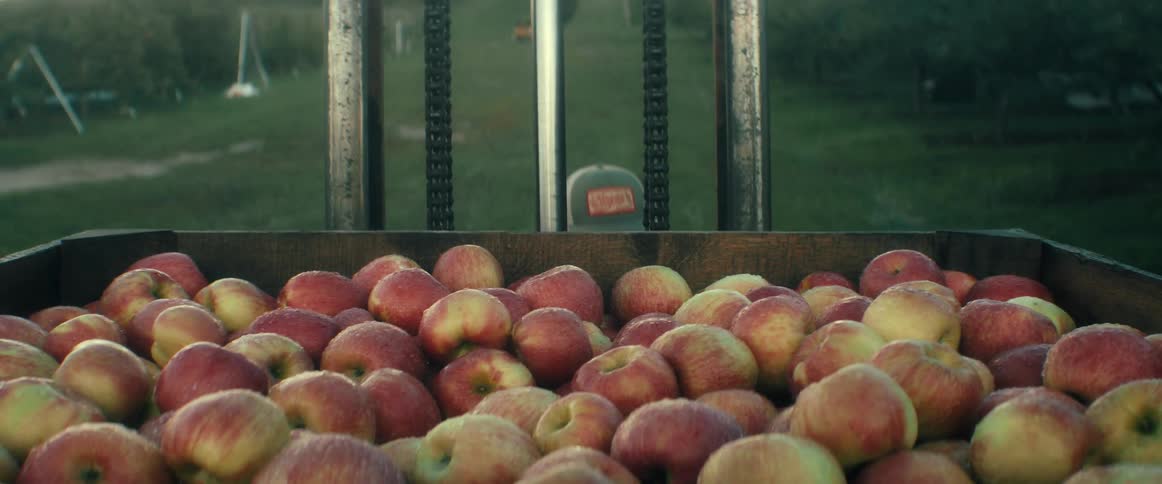 A farmer operates a forklift, lifting a large wooden bin brimming with fresh red apples and driving away through the orchard