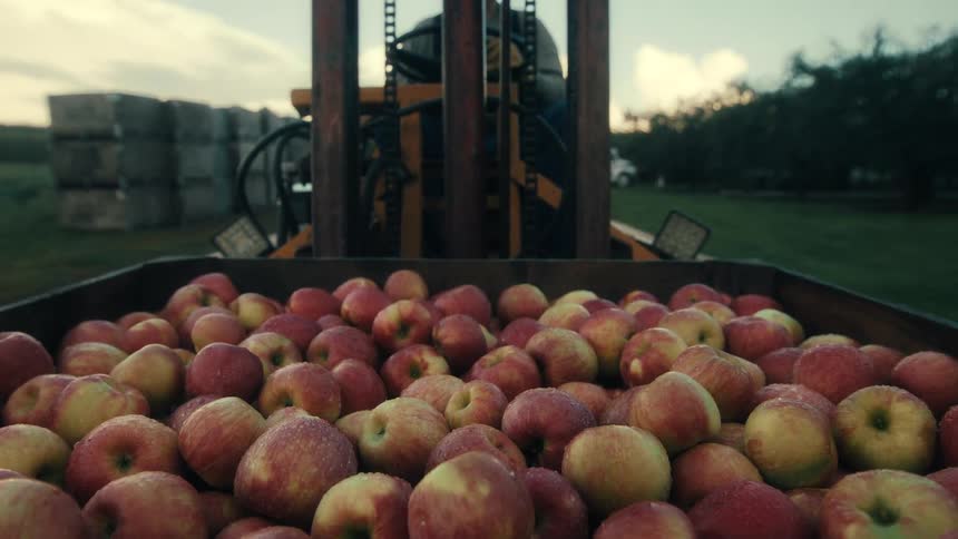 A forklift transports a large wooden bin filled with freshly picked red apples in an orchard