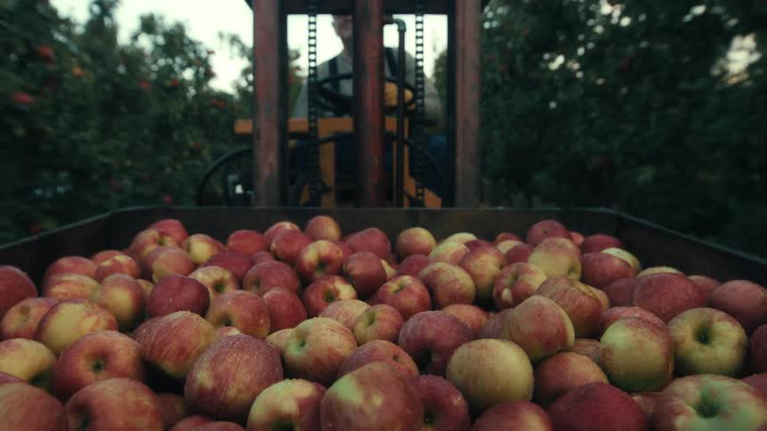 A forklift reverses away from a large wooden crate filled with freshly harvested red apples in an orchard