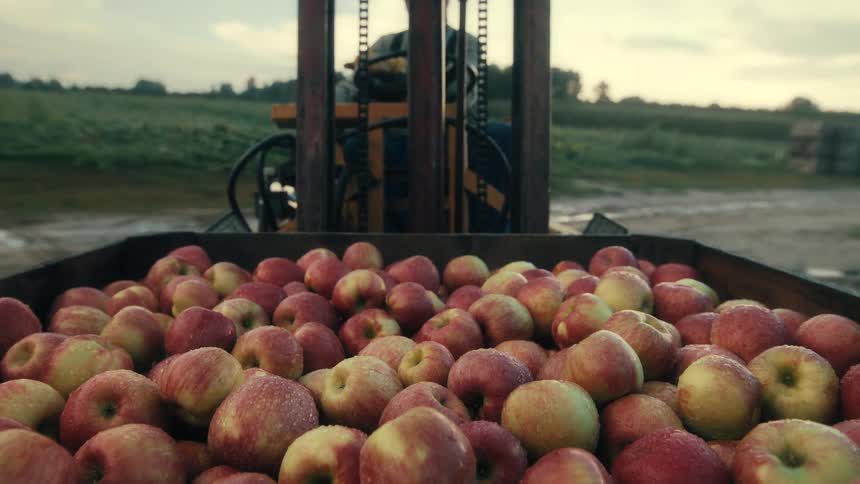 A forklift operator carefully backs up while carrying a large wooden crate filled with freshly harvested red apples in an orchard