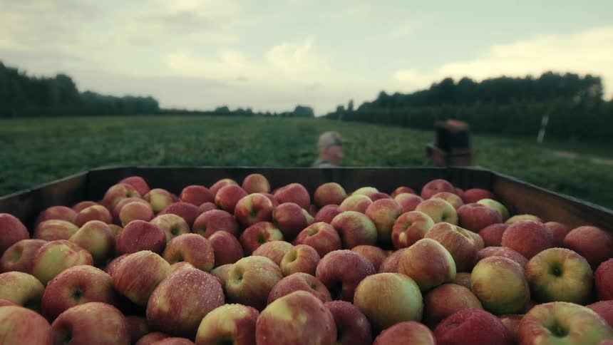 A close-up of a wooden crate filled with freshly picked apples in an orchard as a farmer works in the background