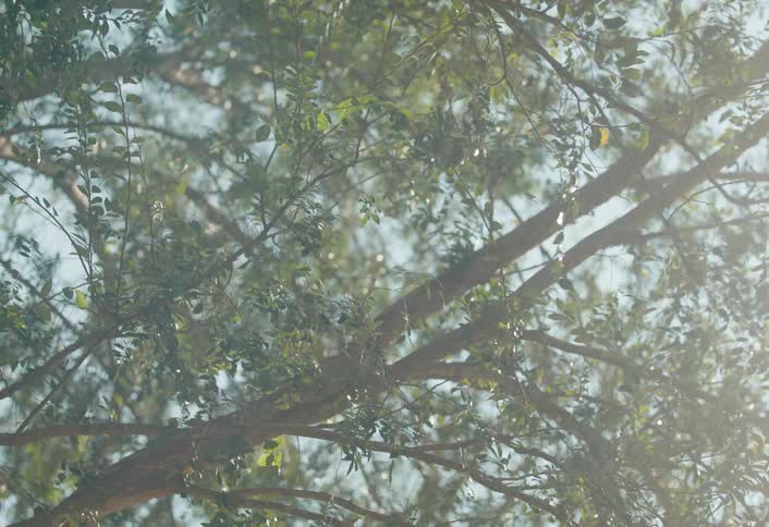 Dreamy slow motion shot looking up at sunlit tree branches as white fluffy seeds float down through the air