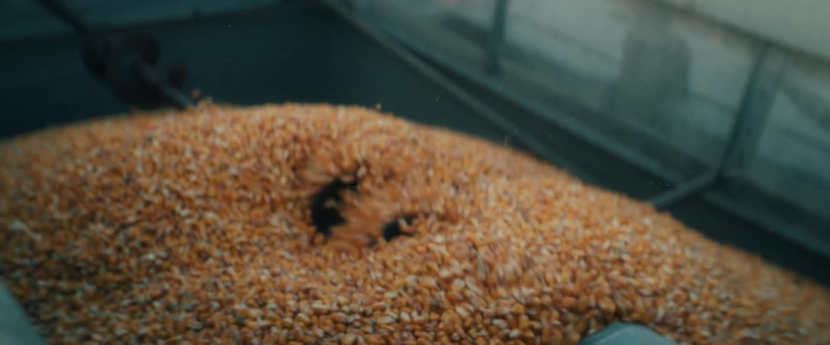 A swirling vortex of golden corn kernels moves through a grain processing machine