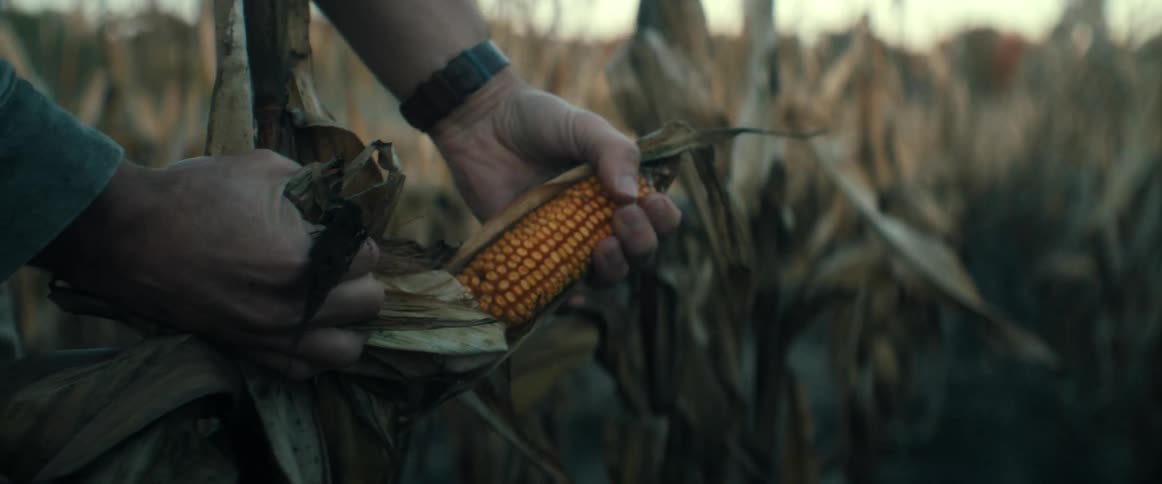 Close-up of a farmer's hands inspecting a ripe ear of corn by peeling back its husk in a field