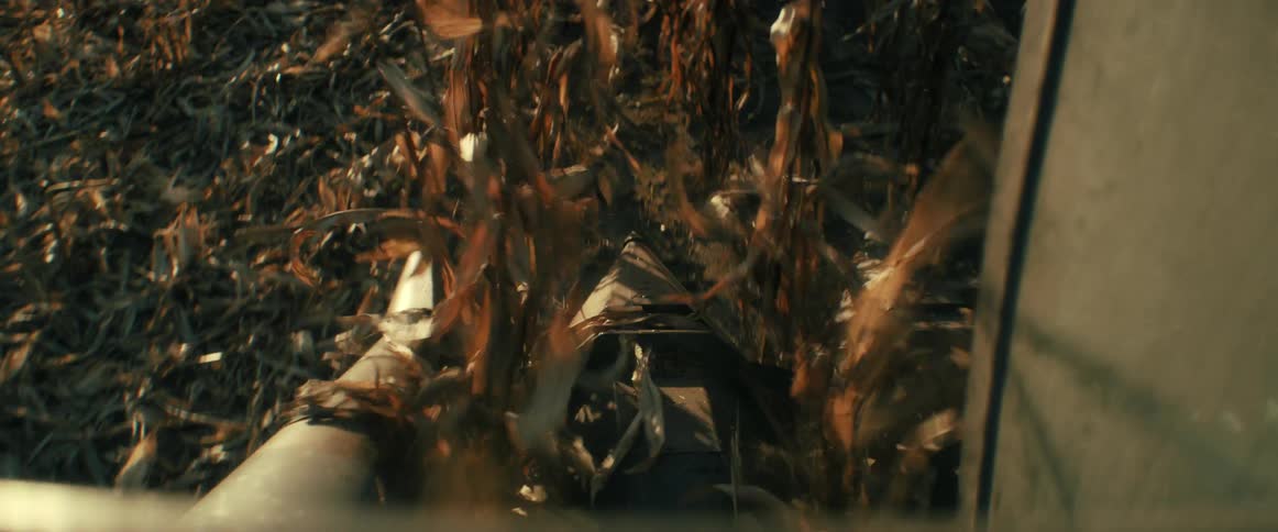 A point-of-view shot from a combine harvester shows the machinery gathering dry corn stalks in a vast field during the golden hour of the autumn harvest