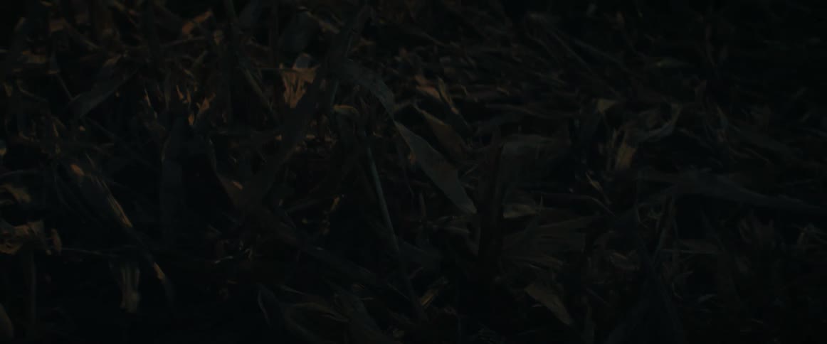 A time-lapse of warm evening light fading to complete darkness over a close-up of dry grass on the ground