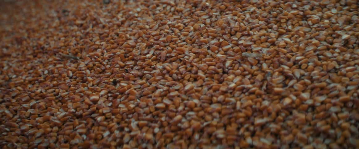 A detailed close-up, static shot of a large pile of harvested red corn kernels