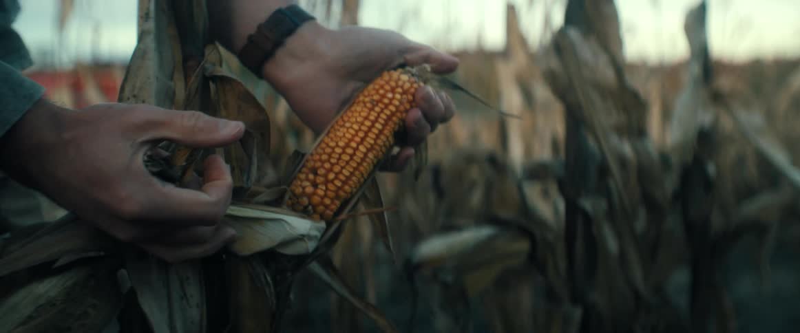 A farmer carefully peels back the dry husk to reveal a ripe ear of corn in a field at dusk