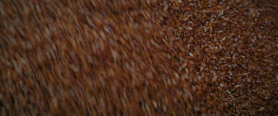 A close-up shot of corn kernels being processed, followed by wheat pouring into a large container during the harvest season