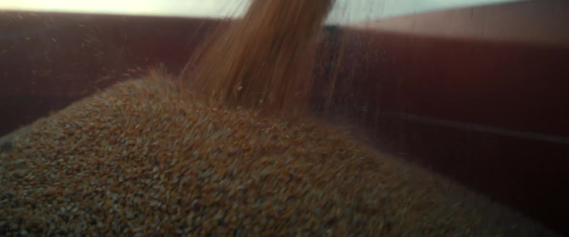 A close-up view shows a stream of harvested grain being unloaded from a combine's auger into a container