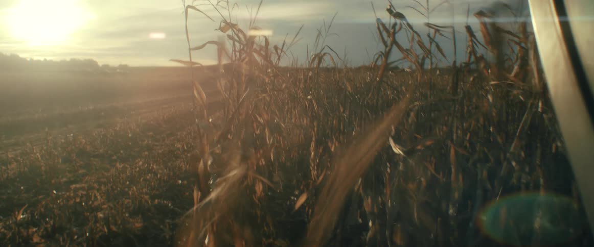 Golden hour sunlight shines through a field of dry corn swaying in the autumn breeze