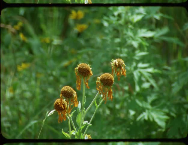 Vintage 8mm film style footage zooms in on wilting yellow coneflowers in a lush green meadow on a sunny day