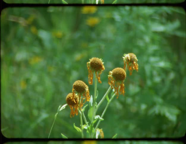 Vintage 8mm footage zooms in on a cluster of wilted yellow flowers in a vibrant green meadow