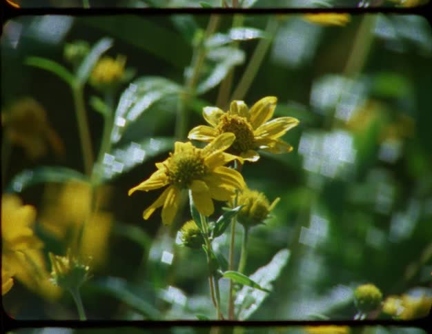 A rapid zoom in and out on a patch of yellow wildflowers, captured on vintage 8mm film