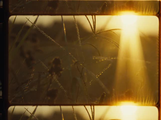 Close up of a dragonfly landing on a wildflower at golden hour with a vintage film strip overlay