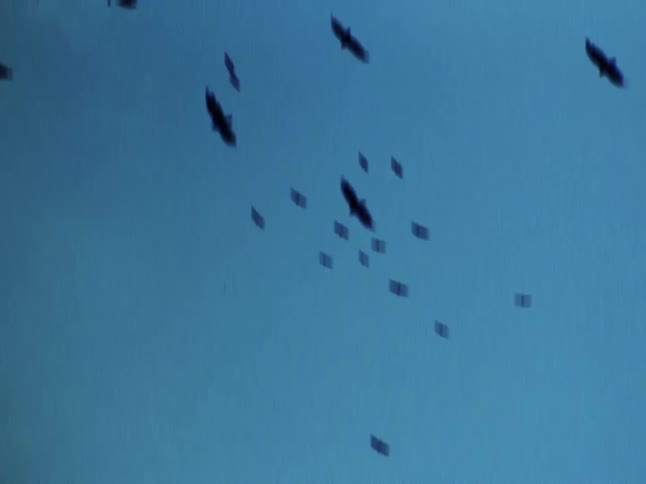 A flock of silhouetted birds soar across a blue sky in glitchy vintage Super 8 footage