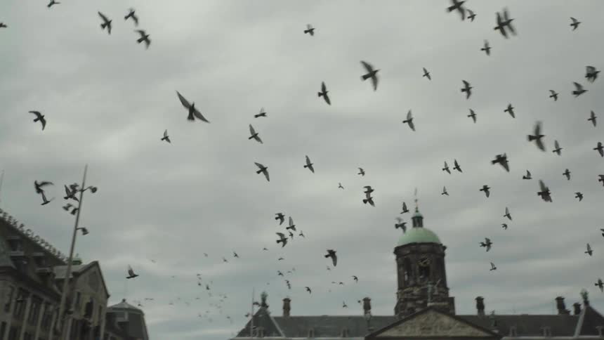 A large flock of birds flies in slow motion across the cloudy sky over historic buildings in Amsterdam's Dam Square