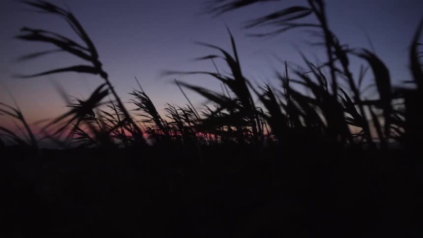 A slow-motion close-up of silhouetted reeds blowing in the wind during a peaceful dusk