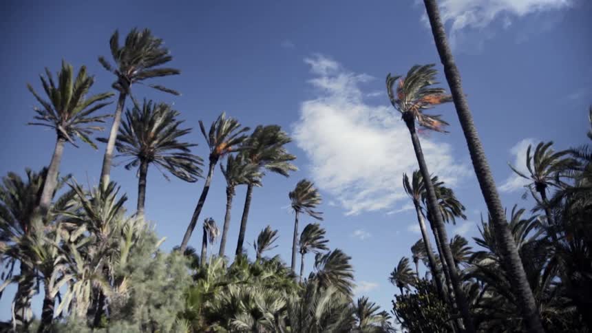 A low-angle view shows tall, tropical palm trees swaying in a strong wind under a bright blue sky