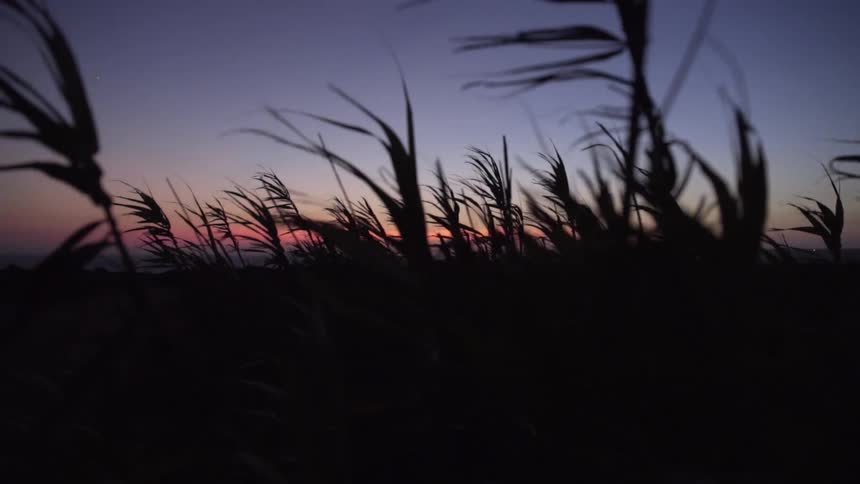 Silhouetted tall grass sways gently in the wind against a beautiful pink and purple twilight sky in slow motion