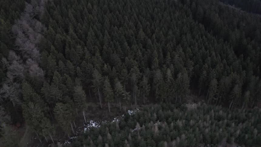 A moody birds-eye view reveals a vast, dark evergreen forest covering rolling hills with patches of snow on the ground