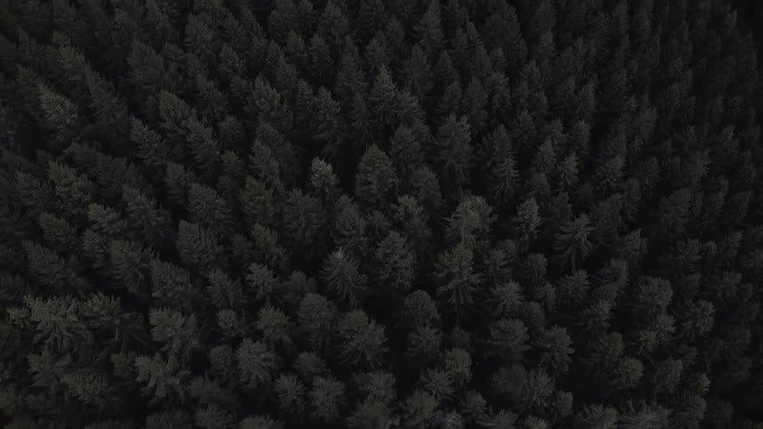 A moody top-down aerial flight over a dark and dense evergreen forest