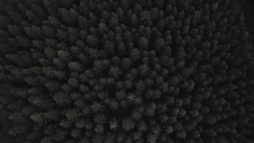 A static aerial top-down view over a dense, dark evergreen forest at dusk