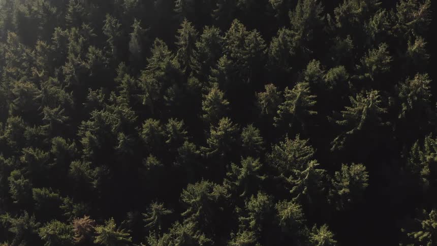 A slow, ascending top-down aerial view reveals the vast expanse of a dense evergreen forest