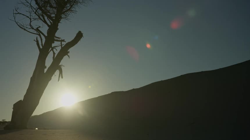 A serene sunrise in the desert casts a silhouette over a lone tree and sand dune with a soft lens flare