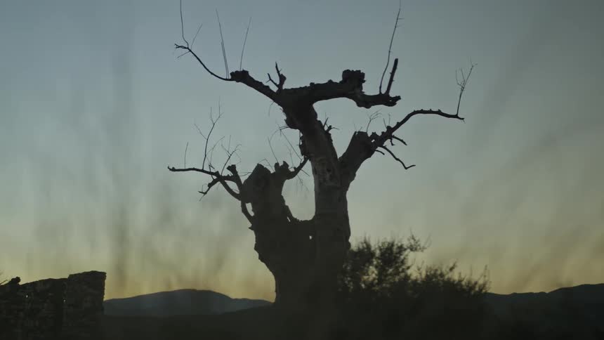 Slow pan of a gnarled, dead tree silhouetted against a desolate twilight sky with out-of-focus reeds in the foreground