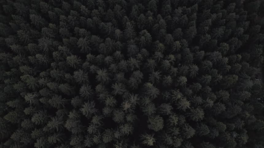 A moody top-down aerial shot slowly ascends over a vast and dark evergreen forest