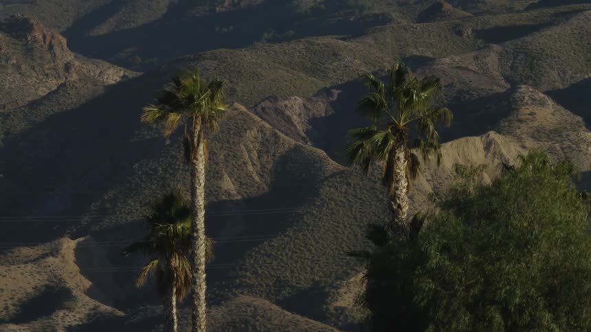 Three tall palm trees gently sway in the wind with a vast, sunlit, arid mountain range in the background