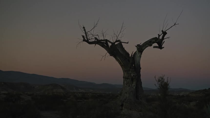 A spooky, gnarled dead tree is silhouetted against the twilight sky in the middle of a barren desert