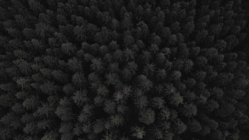 Slowly ascending aerial top-down view of a dense, dark evergreen forest canopy at dusk