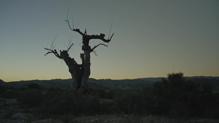 A lone, gnarled dead tree is silhouetted against the twilight sky in a desolate desert landscape
