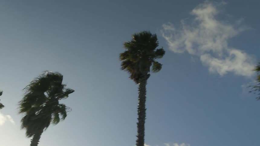 A low-angle tracking shot captures tall palm trees blowing in the wind against a beautiful blue sky