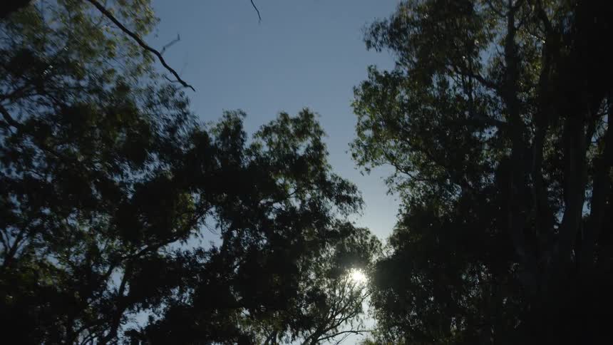 A low-angle shot moving through a forest looks up at the bright sun flaring through the tree canopy