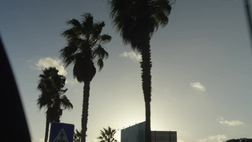 A slow-motion drive past towering palm trees silhouetted against a sunlit sky