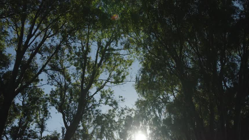 Bright sunlight and lens flare filter through a lush green forest canopy against a clear blue sky