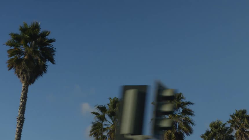 A smooth tracking shot from a vehicle captures tall palm trees lining a road against a beautiful blue sky