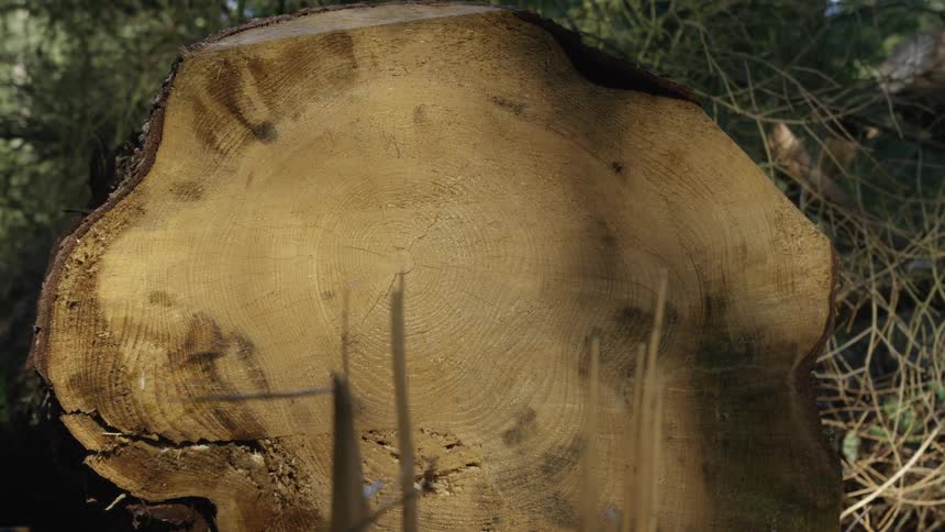 Sunlight and shadows dance across the detailed surface of a freshly cut tree stump in a forest