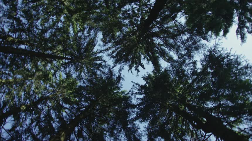 A slowly rotating low-angle view looks up through the canopy of tall evergreen trees towards the blue sky