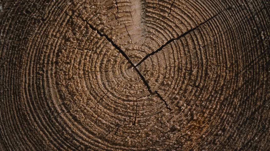 An extreme close-up, top-down static shot of the detailed growth rings on a cut tree trunk