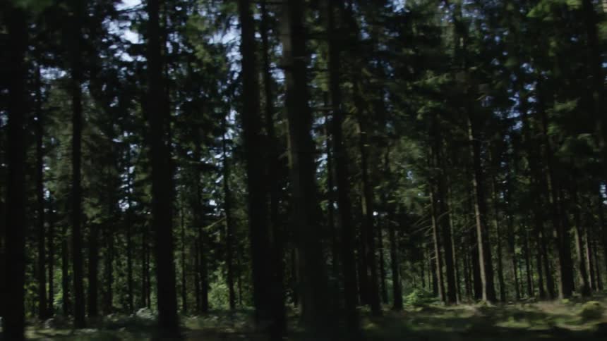 A tracking shot from a moving vehicle captures a side view of a dense evergreen forest on a sunny day